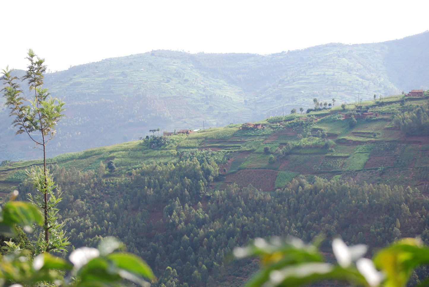 Green Label, Single Origin (Rwanda)